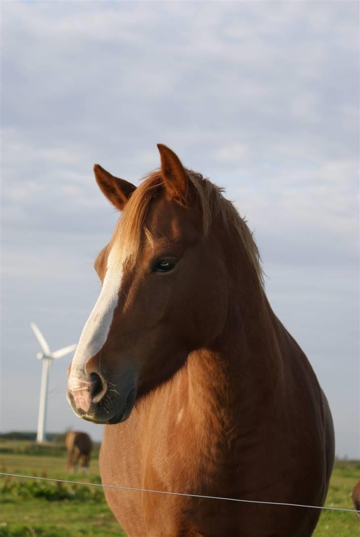 Anden særlig race Rosenkildes Cicero - Sommeren ´08 billede 3