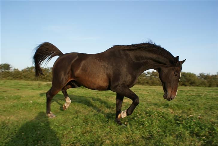 Dansk Varmblod Cor de'Light (Comet) - *nyt* billede 13