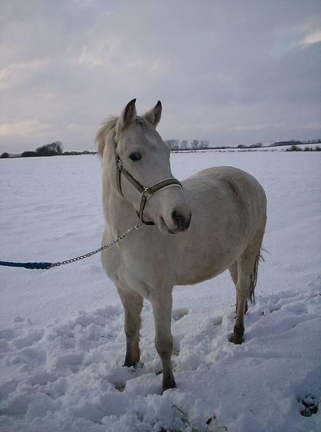 Anden særlig race Nias  billede 2