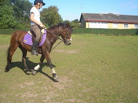 Dartmoor Jasmin *Aflivet - Stine J , rider lidt dresur på Jasmin ! Foto: Mig? billede 15