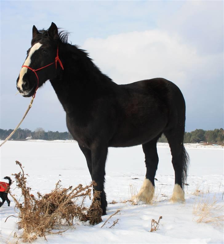 Tinker Miss I´Will - Smukke Miss I Will billede 1