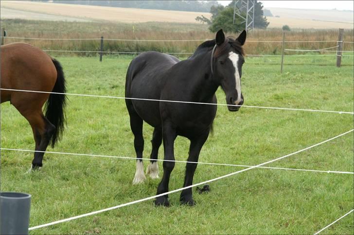 Tinker Miss I´Will - I Will  billede 2