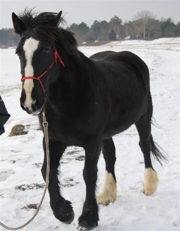 Tinker Miss I´Will - Miss I Will billede 3