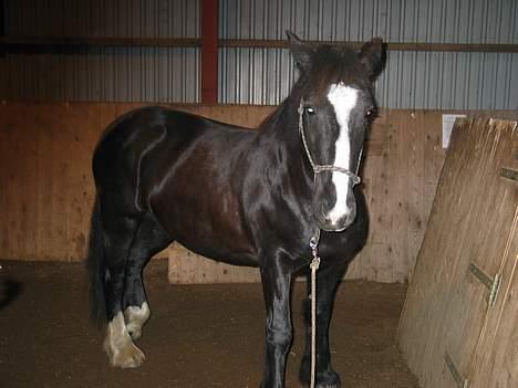 Tinker Miss I´Will - En lidt sur hest igang med "the 7 games" billede 4