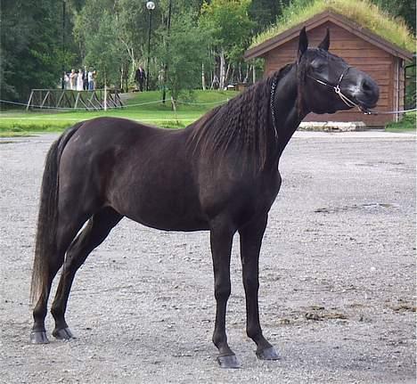 Arabisk fuldblod (OX) Hayabusa billede 8