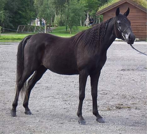 Arabisk fuldblod (OX) Hayabusa billede 9