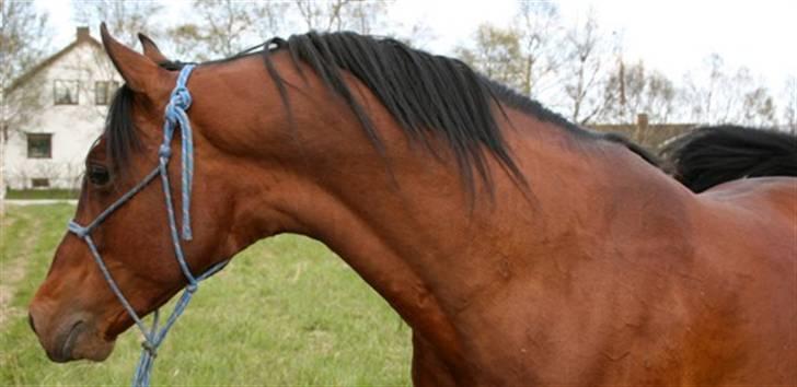 Shagya Araber (SH) Sarek db  - Sarek 5 år billede 6