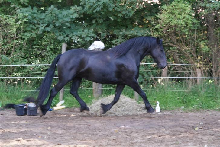 Frieser Nancy død d.19-02-2009 - sep 2008 billede 3