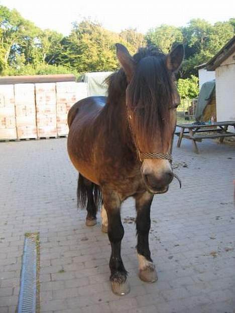 Anden særlig race gizmo (solgt) - Smukke billede 6