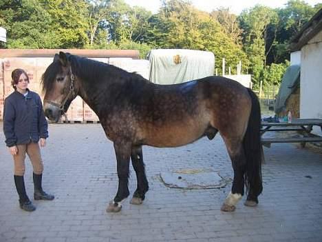 Anden særlig race gizmo (solgt) billede 9