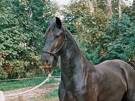 Frieser Nancy død d.19-02-2009 - 29-09-2006  hun er da smuk billede 4