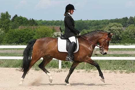 New Forest Risbjerggaards Bogart - Pernille og Bogart til deres første stævne, de vandt. billede 1
