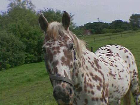 Knabstrupper Van Gogh - Hej her er jeg billede 1