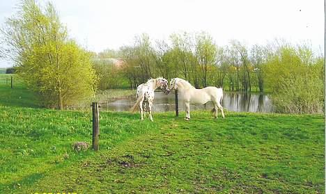 Knabstrupper Van Gogh - Hej Mulle... Hvorfor står du derinde?? Kom dog over til mig billede 2