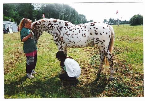 Knabstrupper Van Gogh - Er jeg ikke flot til dyrskuet?? Det er natalie der har pyntet mig billede 3