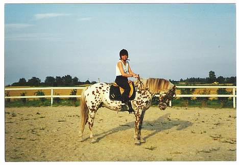 Knabstrupper Van Gogh - Se det er min mor der er ude og ride.. billede 4