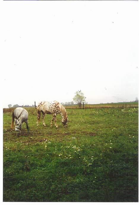Knabstrupper Van Gogh - Her er Nanny og jeg ude og spise noget græs billede 6