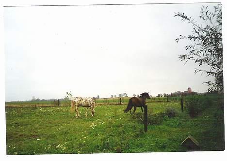 Knabstrupper Van Gogh - Tænk at hun gider!! jeg vil hellere have noget at spise hihi billede 7