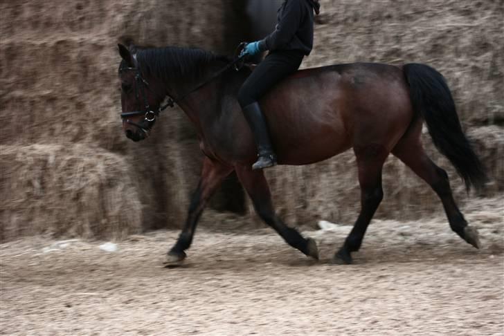 Anden særlig race Montana - solgt - bareback. Foto: AS, 9/10-08 billede 6