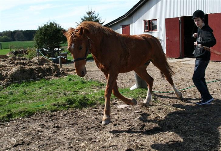 Anden særlig race Pilgrim R.I.P - Drengen viser sig for pigerne ude på folden (:  billede 16