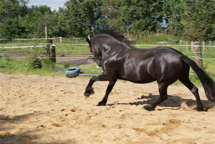 Frieser Nancy død d.19-02-2009 - sep 2008 billede 6