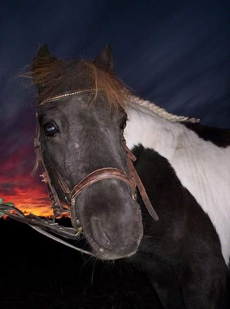 Pinto  *Krumme (Gl. passer) - krumme i solnedgang 12.9.2005 billede 1