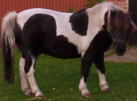 Pinto  *Krumme (Gl. passer) - og han erlige blevet flettet.. hi hi billede 2