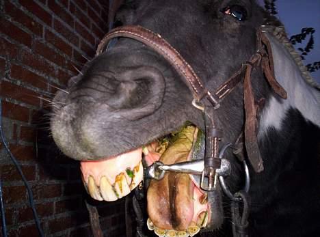 Pinto  *Krumme (Gl. passer) - det er hårdt og være hest når man er pony... vores motto billede 3