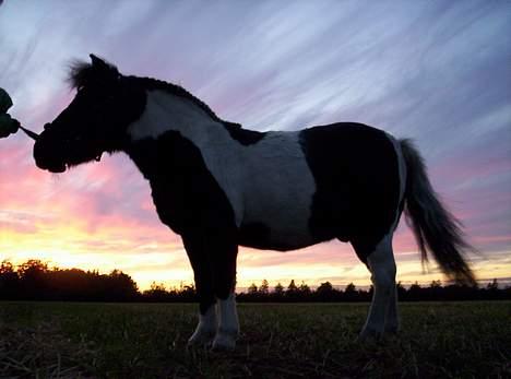 Pinto  *Krumme (Gl. passer) - det er da lidt flot:) billede 4