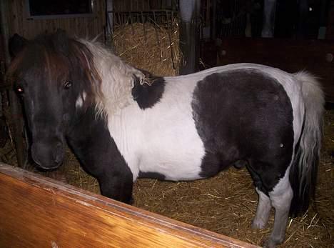 Pinto  *Krumme (Gl. passer) - lige i boksen... hygge billede 5