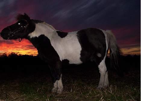 Pinto  *Krumme (Gl. passer) - i solen igen, eller det der er tilbage billede 6