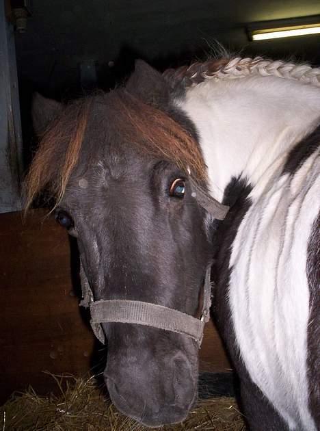 Pinto  *Krumme (Gl. passer) - hej :) billede 7