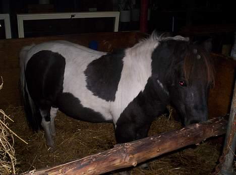 Pinto  *Krumme (Gl. passer) - det blev lidt mørkt... menhan er da sød billede 8