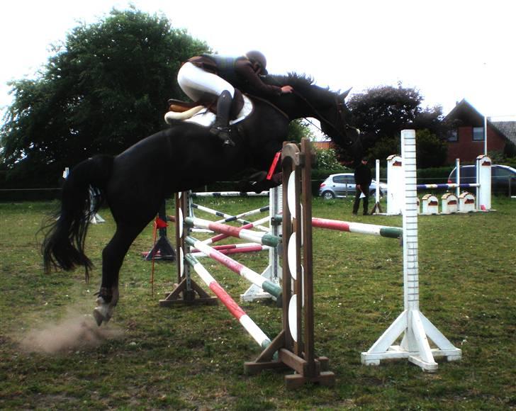 Anden særlig race Ebony *Solgt* - lc i helle billede 4