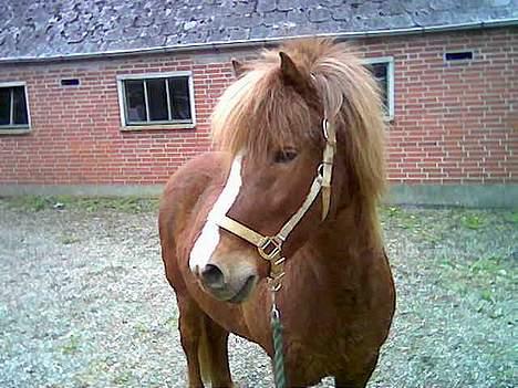 Islænder Ganti fra Valsgård - det er mit ynglings billed af ham men det er taget med mobilen så det er ikke så god kvalitet billede 15