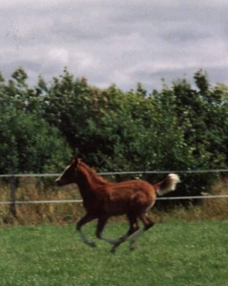 Arabisk fuldblod (OX) Wahliant OX *DØD* - sommer 2001 billede 6