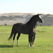Welsh Pony (sec B) Bjerregårds Witek
