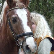 Anden særlig race Anton (gammel ridehest?)