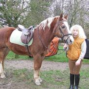 Anden særlig race Anton (gammel ridehest?)