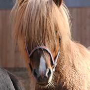 Islænder Kvistur fra Merkihvoll