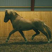 Islænder Kvistur fra Merkihvoll