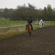 Anden særlig race Julie