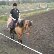 Anden særlig race Julie