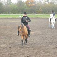 Anden særlig race Julie