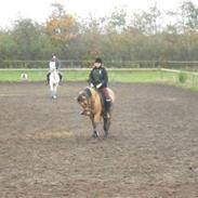 Anden særlig race Julie