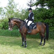 Polsk Varmblod Sascha (solgt)