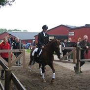 Hollandsk Sportspony Scarlett Angel [R.I.P] ;(