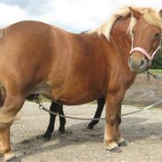 Shetlænder Julie af hola