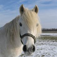 New Forest Bakkegaards Nicoline