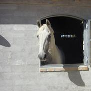 Anden særlig race Guido (solgt) :'(